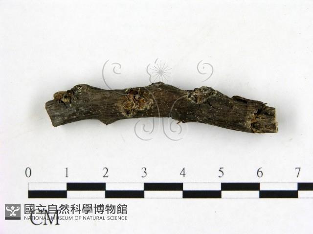 登錄號:F0019584藏品圖，第1張