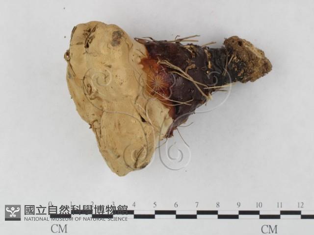 登錄號:F0023584藏品圖，第1張