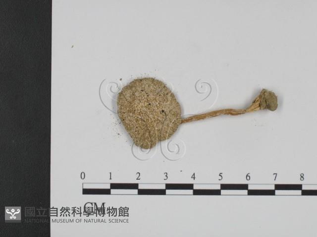 登錄號:F0003584藏品圖，第1張