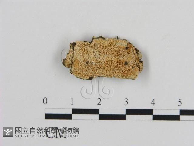 登錄號:F0013584藏品圖，第1張