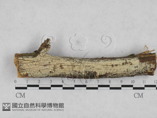 登錄號:F0028184藏品圖，第1張