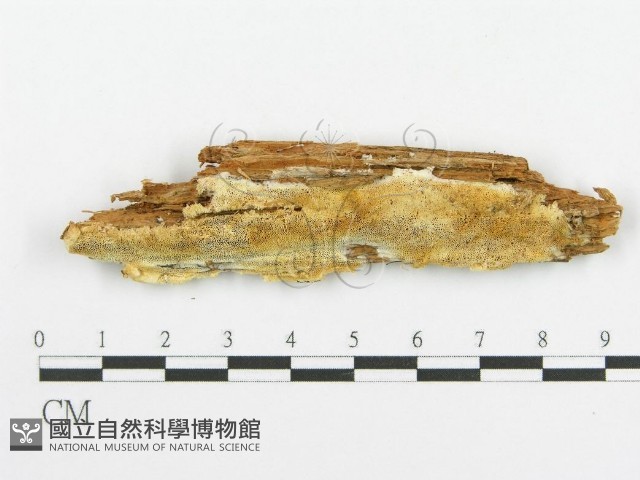 登錄號:F0008184藏品圖，第1張