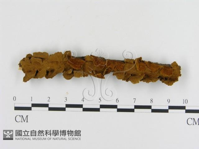 纖孔菌屬藏品圖，第1張