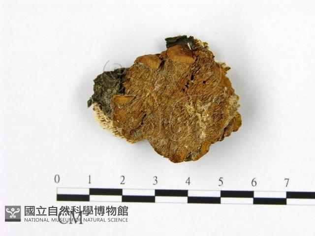 登錄號:F0006184藏品圖，第1張