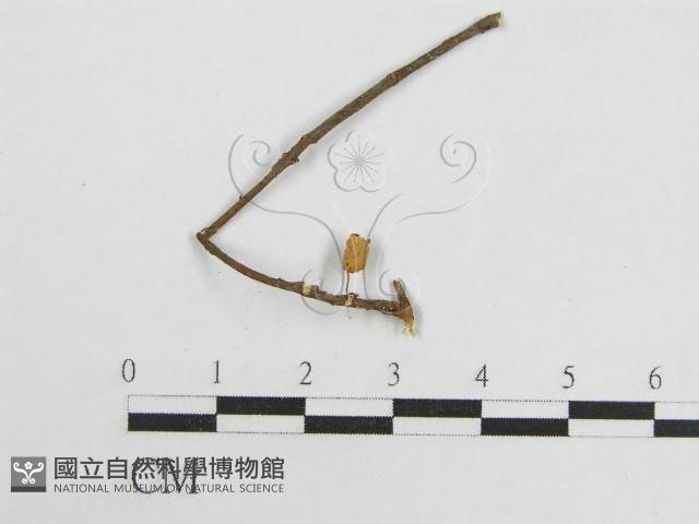 微皮傘屬藏品圖，第1張