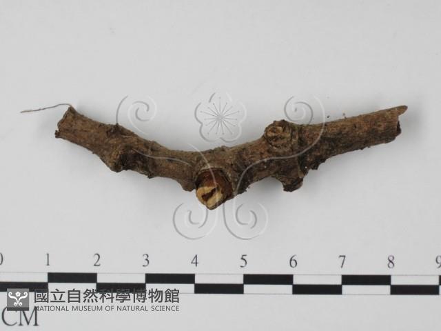 登錄號:F0001184藏品圖，第1張