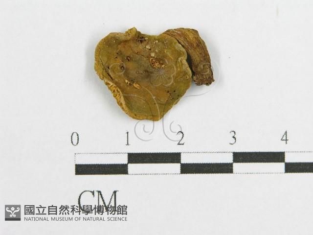 登錄號:F0011184藏品圖，第1張