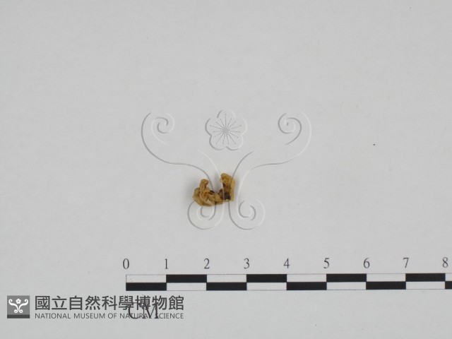 登錄號:F0024184藏品圖，第1張