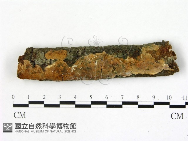 刺皮菌屬藏品圖，第1張