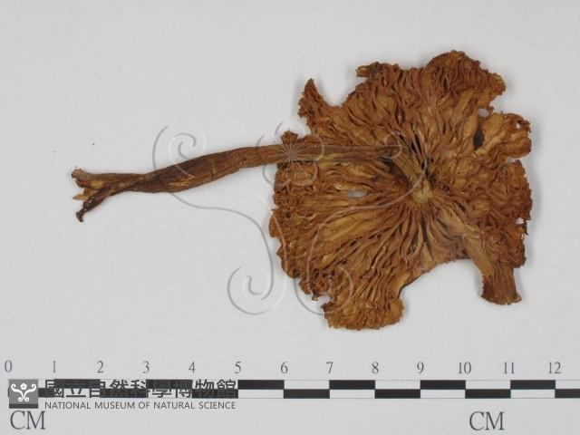 登錄號:F0014184藏品圖，第1張