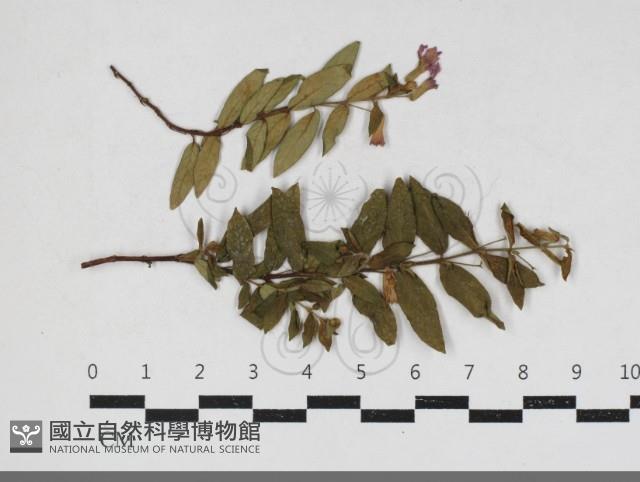 登錄號:F0034184藏品圖，第1張