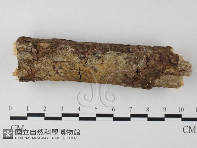 登錄號:F0022184藏品圖，第1張