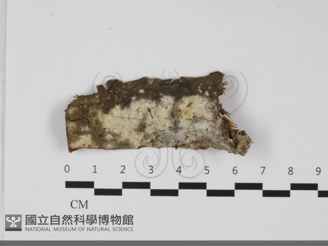 登錄號:F0032184藏品圖，第1張