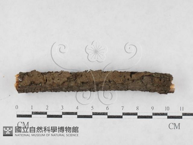 刺革菌屬藏品圖，第1張