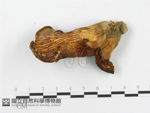 登錄號:F0005184藏品圖，第1張