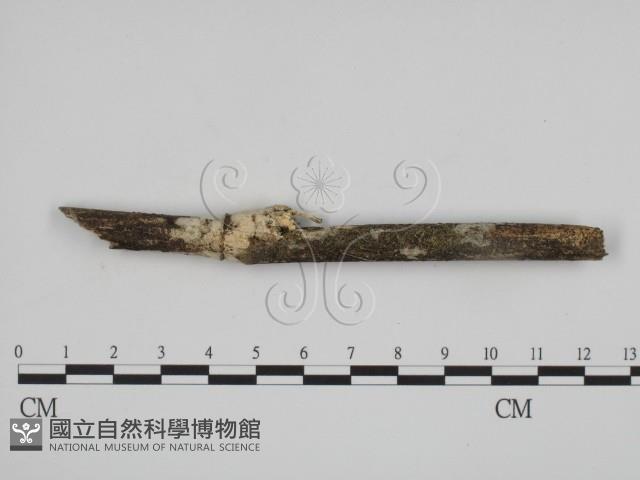 登錄號:F0015184藏品圖，第1張