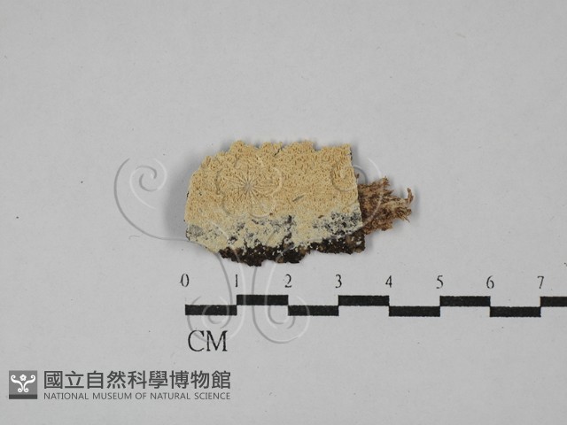 登錄號:F0029184藏品圖，第1張