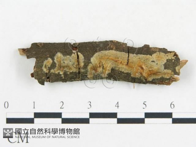 登錄號:F0009184藏品圖，第1張