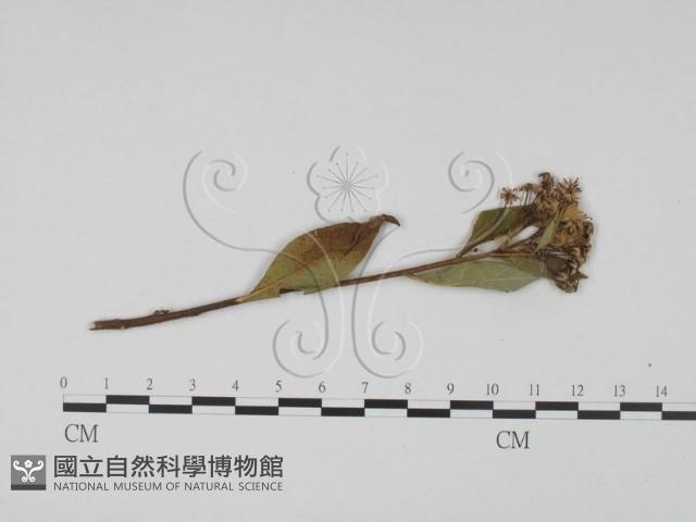 登錄號:F0019184藏品圖，第1張