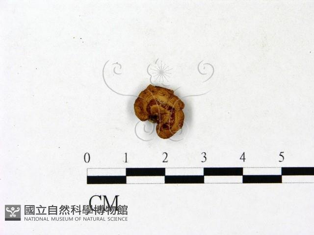 登錄號:F0023184藏品圖，第1張