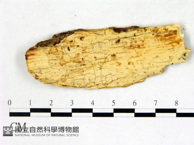 登錄號:F0003184藏品圖，第1張