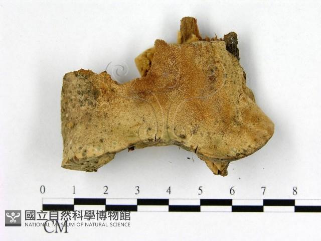 登錄號:F0008084藏品圖，第1張