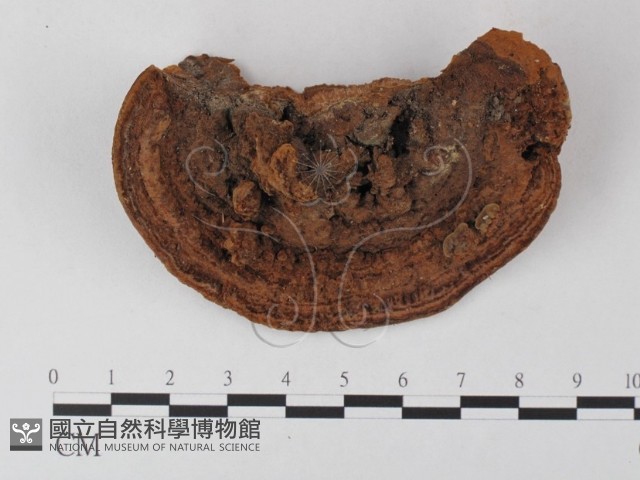 木層孔菌屬藏品圖，第1張