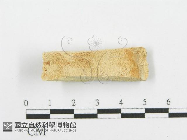 登錄號:F0006084藏品圖，第1張