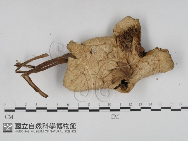 登錄號:F0016084藏品圖，第1張