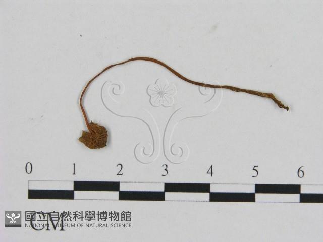 登錄號:F0001084藏品圖，第1張
