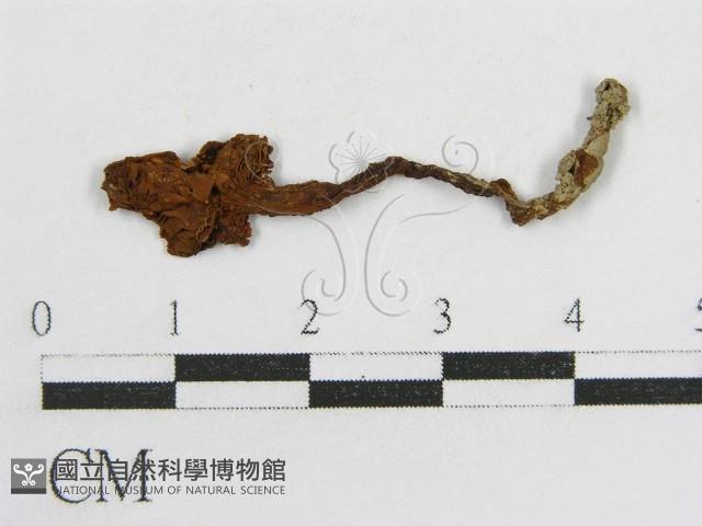 登錄號:F0011084藏品圖，第1張