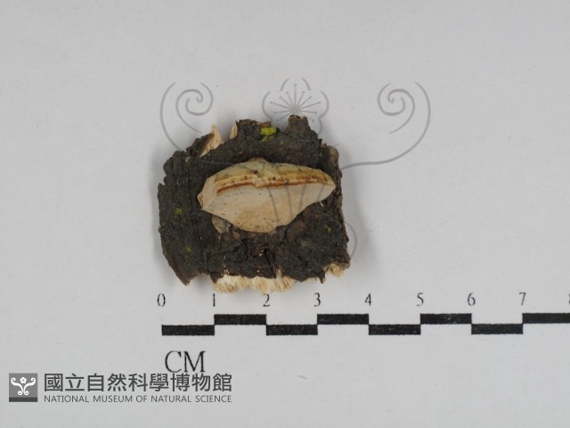 登錄號:F0031084藏品圖，第1張