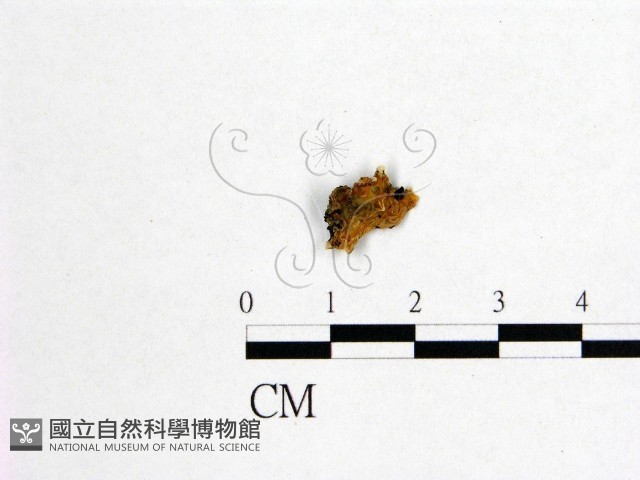 登錄號:F0002084藏品圖，第1張