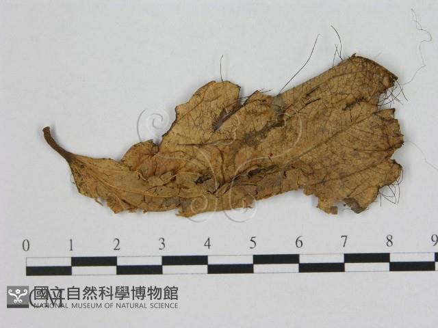 登錄號:F0012084藏品圖，第1張