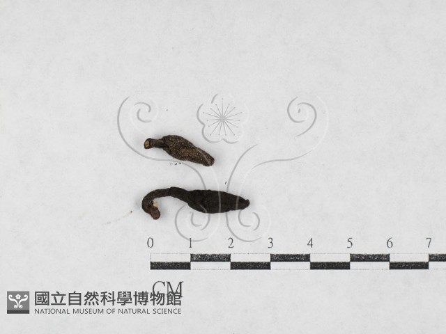 登錄號:F0027084藏品圖，第1張