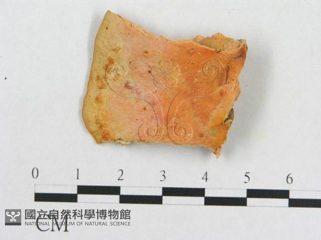 血紅密孔菌藏品圖，第1張