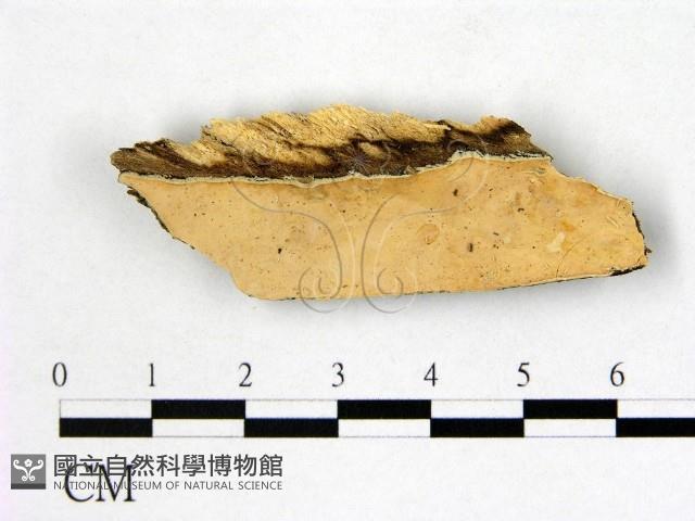 登錄號:F0005084藏品圖，第1張