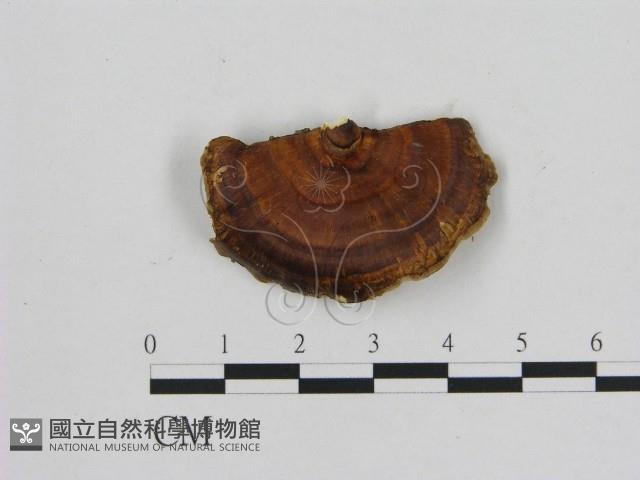 登錄號:F0015084藏品圖，第1張