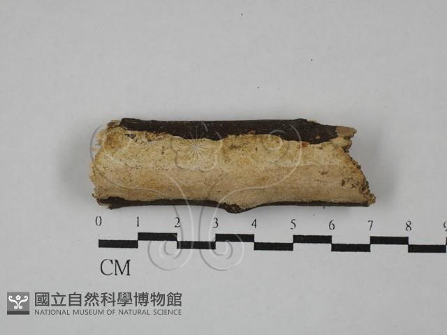 登錄號:F0029084藏品圖，第1張