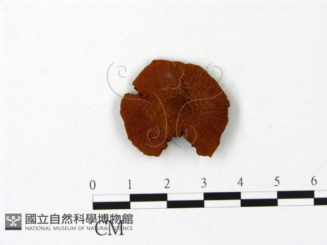 登錄號:F0023084藏品圖，第1張