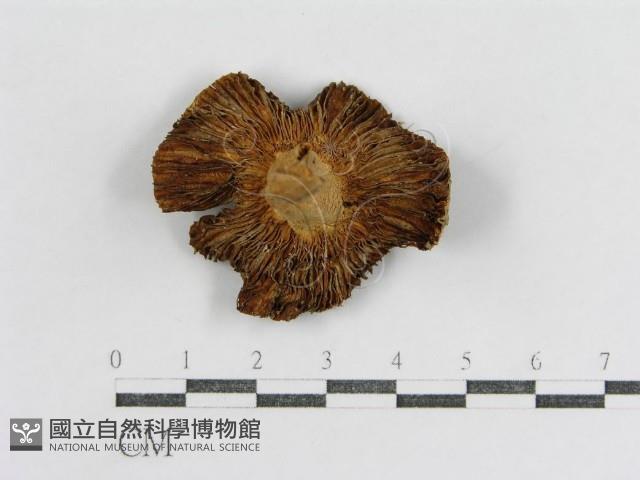 登錄號:F0013084藏品圖，第1張