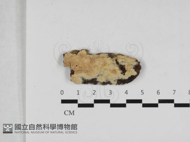 絲齒菌屬藏品圖，第1張