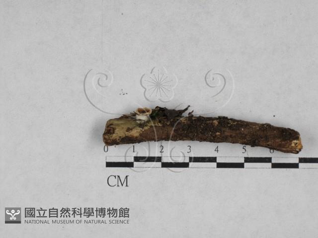 登錄號:F0028384藏品圖，第1張