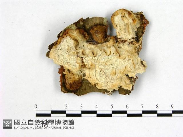 館號:F0020384藏品圖，第1張