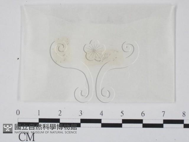 登錄號:F0010384藏品圖，第1張