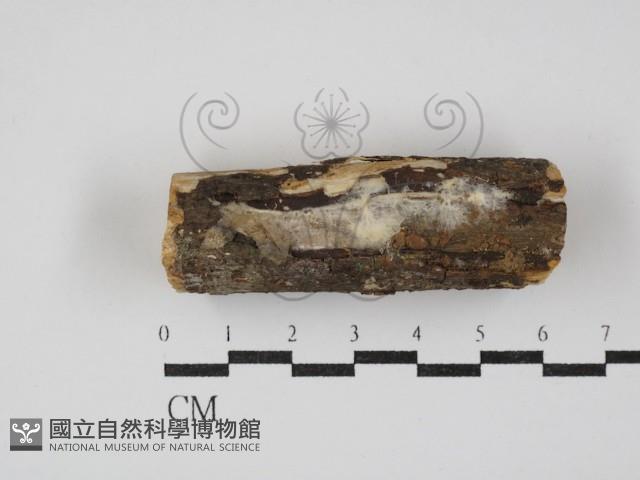 登錄號:F0030384藏品圖，第1張