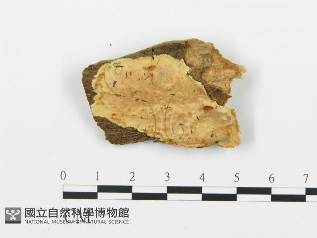 登錄號:F0006384藏品圖，第1張