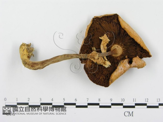 登錄號:F0016384藏品圖，第1張