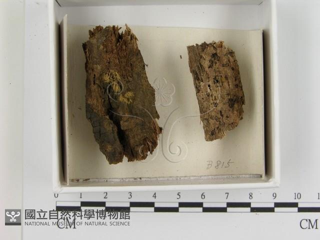 登錄號:F0021384藏品圖，第1張