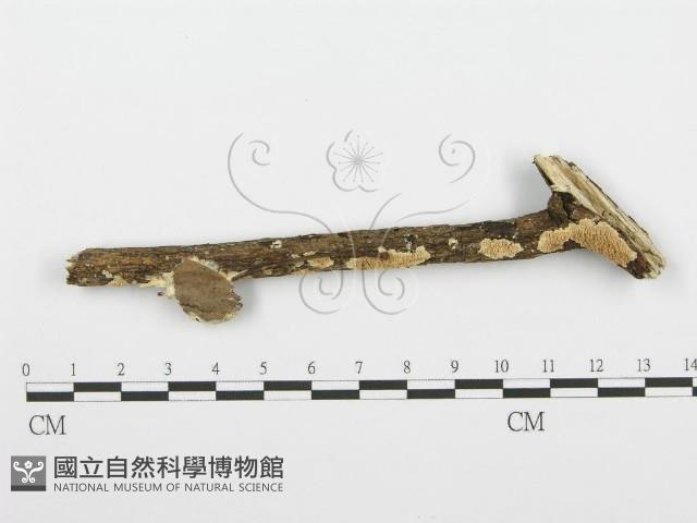 登錄號:F0001384藏品圖，第1張